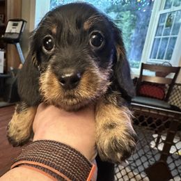 Dachshund puppies from Jane's Dachshunds