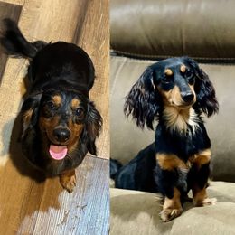 Remy - Dachshund