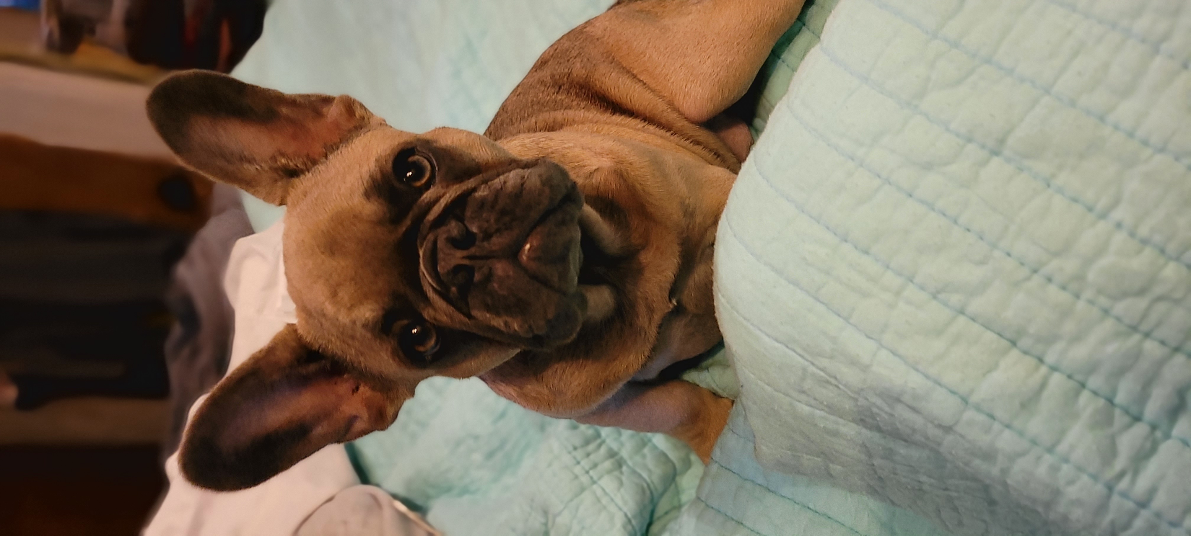 French Bulldog Puppies from 4 Leaf Frenchies