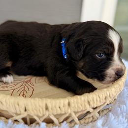 Dark blue - Black tri male Miniature Australian Shepherd puppy in 32046, Florida from River Hill Ranch