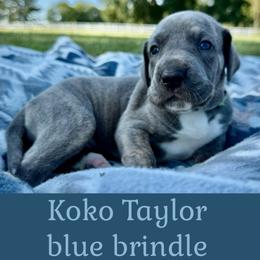 Koko - Blue brindle female Great Dane puppy in Altoona, Alabama from Sovereignty Woods Great Danes