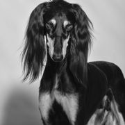 Saluki All Grown Up from Hayat Salukis