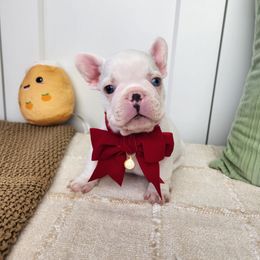 Polar Bear - White male French Bulldog puppy in Los Angeles, California from Vergara Bulls
