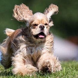 Cockapoos, Cocker Spaniels, and Poodles from The Cocker Cingdom