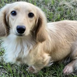 Dachshund All Grown Up from Baker's Farm Dachshunds