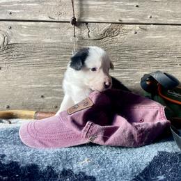 Saldis - Black and white female Border Collie puppy in Aledo, Illinois from Claycreek Ranch