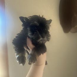 Girl 4 - Black and silver female Miniature Schnauzer puppy in Center Ridge, Arkansas from J Bar B Kennels