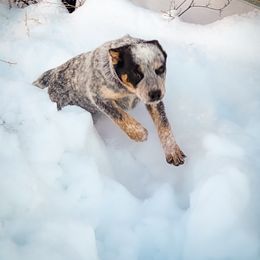 Anatolian Shepherd Dog and Australian Cattle Dog Puppies from 4D Cattle Dogs