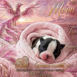 Moon - Black and white female Boston Terrier puppy in North Central, Vermont from Windy Valley’s Bostons