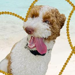 Levi - Goldendoodle