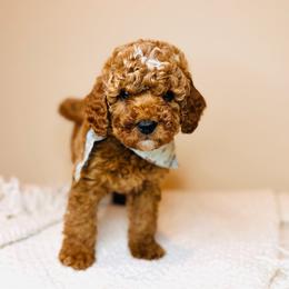 Grove - Petite Size - Red  male Goldendoodle puppy in Elizabethtown, Kentucky from Reddy Poodles & Doodles