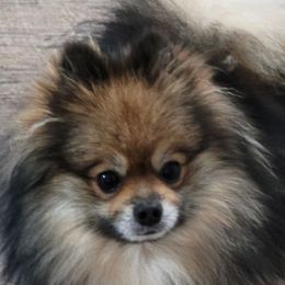 Leo - Pomeranian