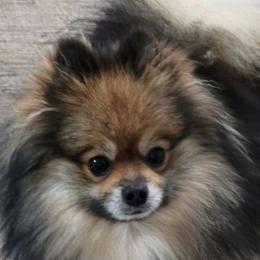 Leo - Pomeranian