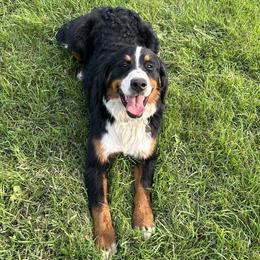 Jade - Bernese Mountain Dog