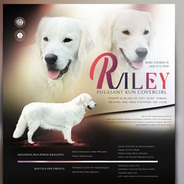 Riley - Golden Retriever