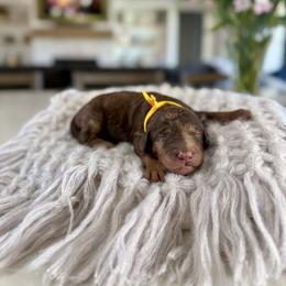 Yellow Collar - Black and tan male Irish Doodle puppy in Indiahoma, Oklahoma from Farm Fresh Doodles