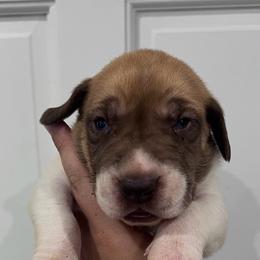 Patriot - Fawn female Great Dane puppy in Florida from Beachside Kennels