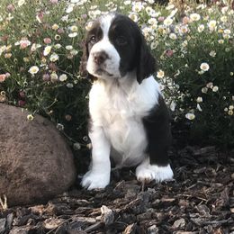 Negroni - English Springer Spaniel puppy in California from Alerion English Springer Spaniels