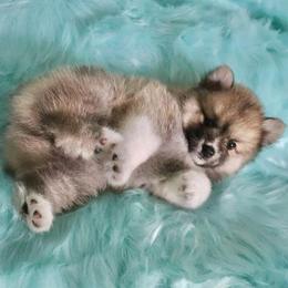 Pomskies from Wine Country Pomskies
