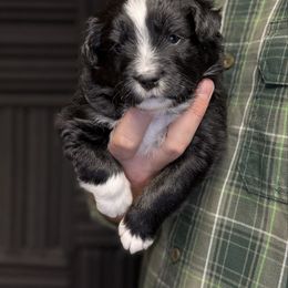 Tarragon - Black tri male Miniature American Shepherd puppy in Riverton, Utah from Iron Spirit Homestead & Aussies