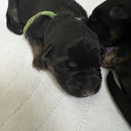 Miss Spring Green - Black and red female German Shepherd puppy in Purcellville, Virginia from Starry Night German Shepherd Dogs