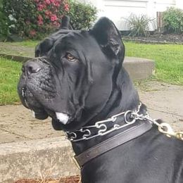 Gia - Cane Corso