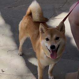 Nikki - Red female Shiba Inu puppy in San Diego County, California from Mishmo's Shibas and Papillons