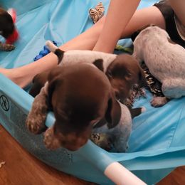 German Shorthaired Pointer Puppies from Stoney Fork German Shorthaired Pointers