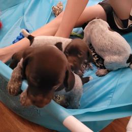 German Shorthaired Pointer Puppies from Stoney Fork German Shorthaired Pointers