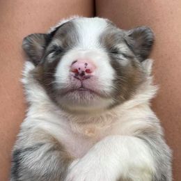 Australian Shepherd Puppies from DC Aussies