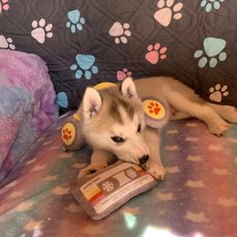 Siberian Husky Puppies from Canace Siberians