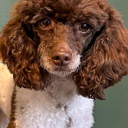 Willie - Parti male Poodle puppy in Stanley, Wisconsin from McJare's Puppy Palace