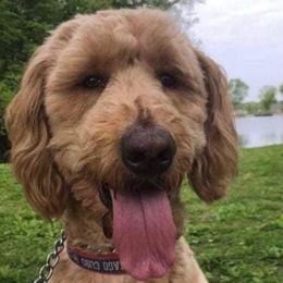 Goldendoodles and Poodles from The Puppy Patch