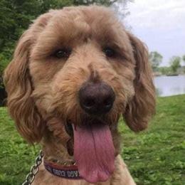 Goldendoodles and Poodles from The Puppy Patch