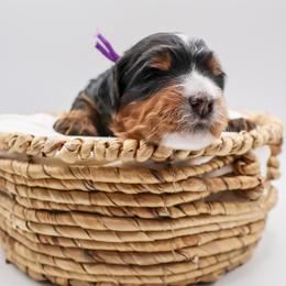 Darbis - Tri-color female Bernedoodle puppy in Saratoga Springs, Utah from Saratoga Springs Doodles
