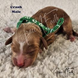 Crash - Red  male Goldendoodle puppy in Peyton, Colorado from Grace N Faith Doodles