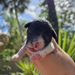 Bernedoodle, Cavapoo, Goldendoodle, Miniature Schnauzer, and Poodle Puppies from Alyssa Xxweetdoodles