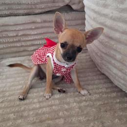 Ruby - Red female Chihuahua puppy in Cape Coral, Florida from Inspired Chihuahuas
