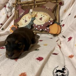 4 - Cream male Dachshund puppy in East Dover, Vermont from Audet’s Mini Dachshunds