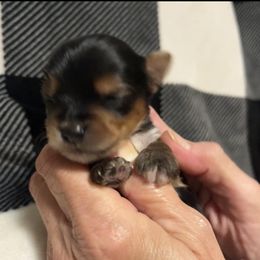 Yorkshire Terrier Puppies from Sweet Soul Yorkies