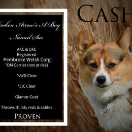 American Corgis and Pembroke Welsh Corgis from Prairie Moon Stockdogs