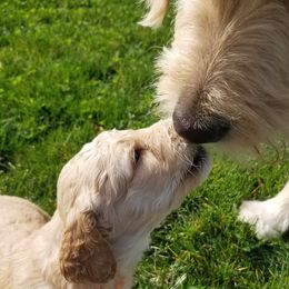 Goldendoodle Puppies from Masondixondoodles