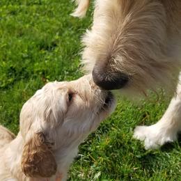 Goldendoodle Puppies from Masondixondoodles