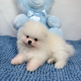 Asiago - White male Pomeranian puppy in Concord, California from Eelan’s Poms