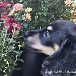 Jimmy (1475) - Black and cream male Dachshund puppy in Ovett, Mississippi from Anytime Dachshunds by D.B.
