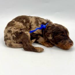 Truffle - Merle male Bernedoodle puppy in Mount Pleasant, Tennessee from Doodle My Heart