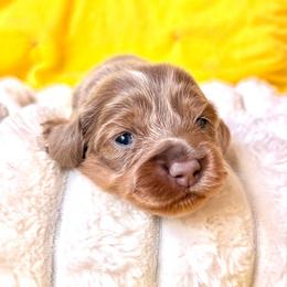Lady Liberty - Fawn (isabella) and tan female Dachshund puppy in Austin, Texas from Duchess Daphne's Doxie Empire