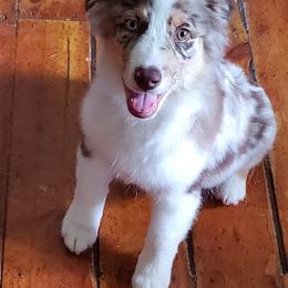 Australian Shepherd Puppies from Wayward Trails Kennel