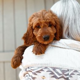 Sterling - Red  female Goldendoodle puppy in Shingle Springs, California from Kindred Oak Goldendoodles