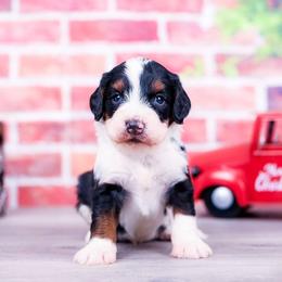 1st Choice - Male - Tri-color male Bernedoodle puppy in Arthur, Illinois from Central Illinois Bernedoodles